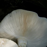 Amanita canescens image