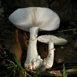 Amanita canescens image