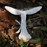 Amanita canescens image