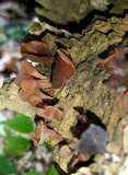 Dacryopinax elegans image