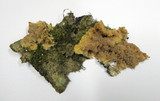 Phlebia rufa image