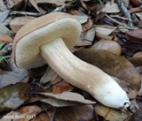 Xanthoconium affine image