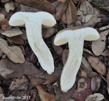 Xanthoconium affine image