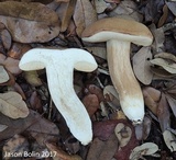 Xanthoconium affine image