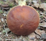 Leccinum rubropunctum image