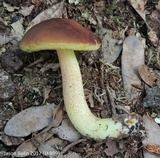 Leccinum rubropunctum image