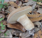 Xanthoconium affine image