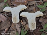 Xanthoconium affine image