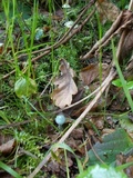 Stropharia caerulea image