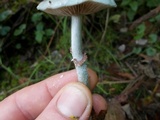 Stropharia caerulea image