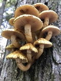 Pholiota adiposa image