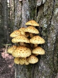 Pholiota adiposa image