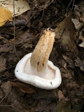 Hygrophorus sordidus image