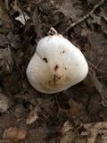 Hygrophorus sordidus image