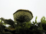 Plicaturopsis crispa image