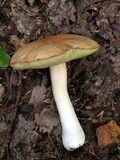 Boletus chippewaensis image
