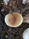 Hygrophorus bakerensis image