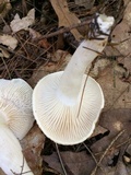 Hygrophorus bakerensis image