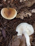 Hygrophorus bakerensis image