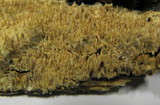 Radulomyces molaris image