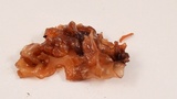 Phaeotremella frondosa image