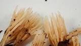 Aphelaria tuberosa image