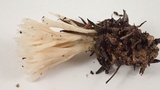 Aphelaria tuberosa image