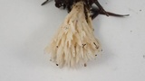 Aphelaria tuberosa image