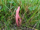 Clavaria rosea image