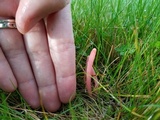 Clavaria rosea image