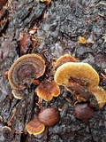 Gloeophyllum sepiarium image