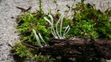 Clavaria acuta image
