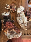 Ganoderma sessile image