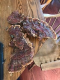 Ganoderma sessile image