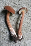 Austroboletus gracilis image