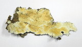 Steccherinum ochraceum image