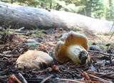 Cantharellus roseocanus image