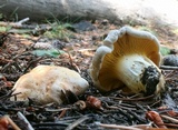 Cantharellus roseocanus image