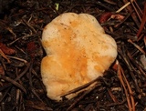 Cantharellus roseocanus image