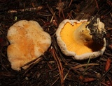 Cantharellus roseocanus image