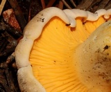 Cantharellus roseocanus image