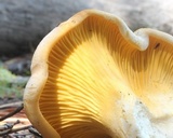 Cantharellus roseocanus image