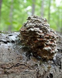 Globifomes graveolens image