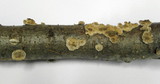 Stereum ochraceoflavum image