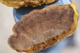 Phellinus gilvus image