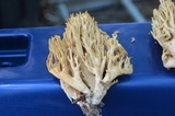 Ramaria formosa image
