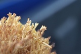 Ramaria formosa image