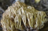 Ramaria formosa image