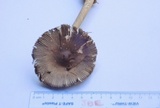 Amanita sect. Vaginatae image