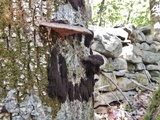 Stemonaria longa image